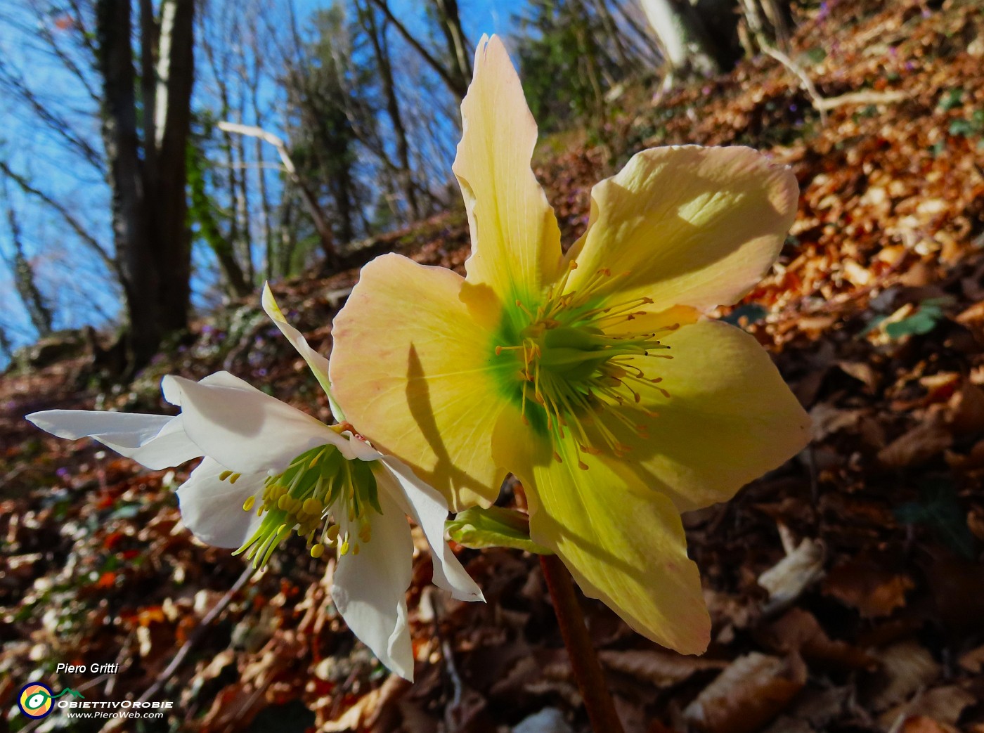 18 Helleborus niger (Ellebori).JPG